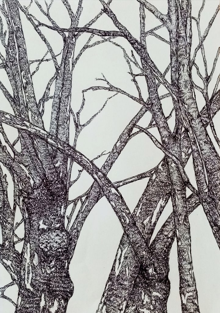 Haie-dessin bic-bocage