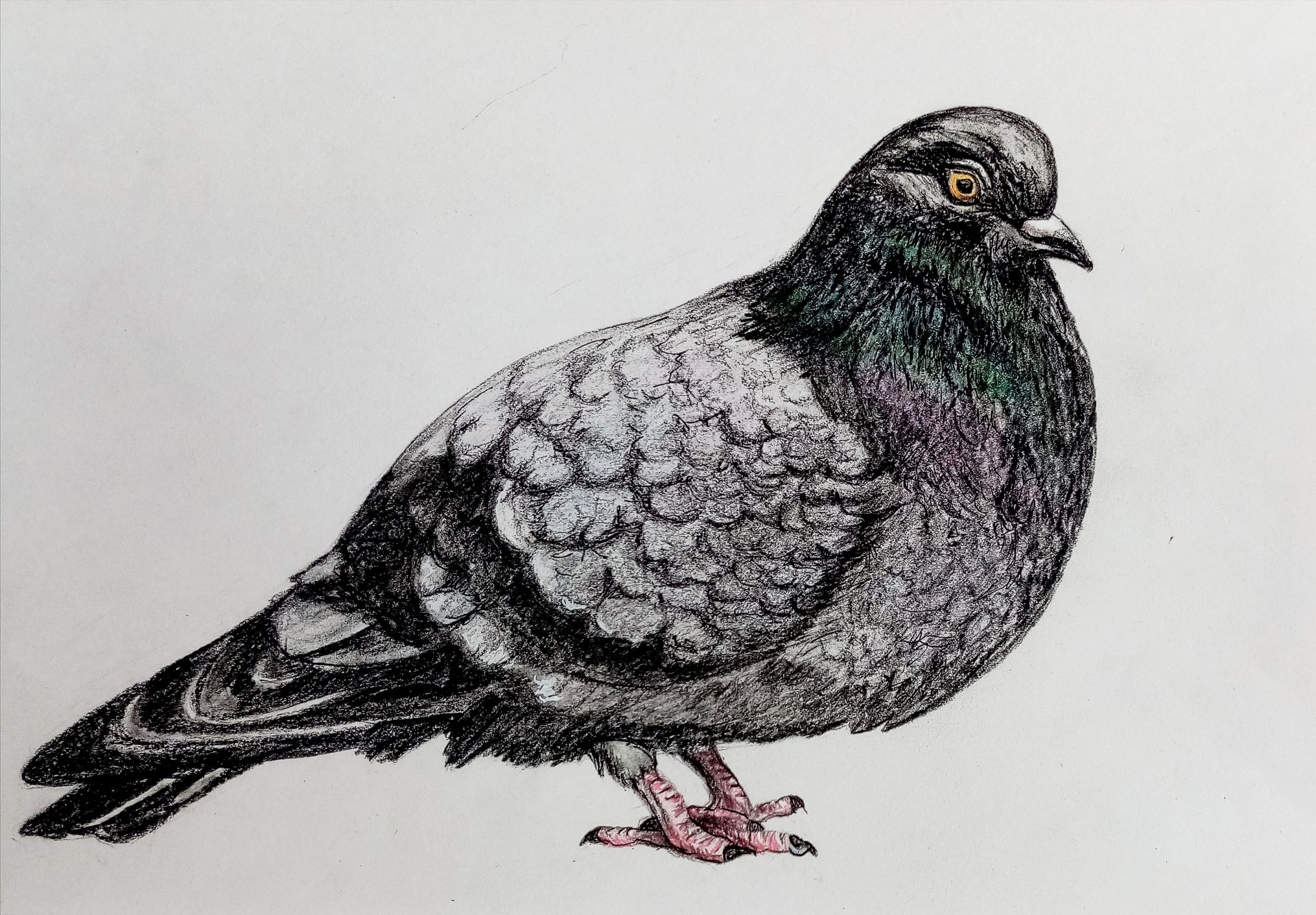 pigeon-dessin-delpy