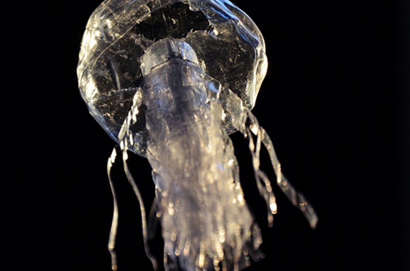 bioluminescence-art-meduse