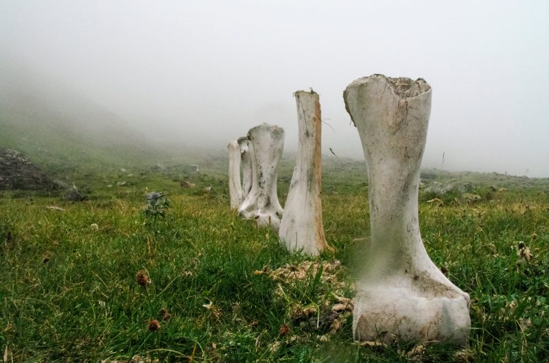 os-nature-pyrénees