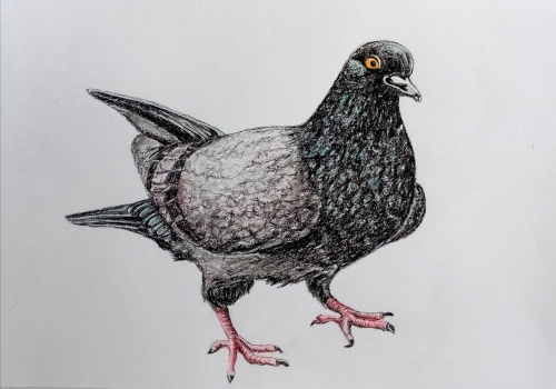 Dessin-delpy-pigeon