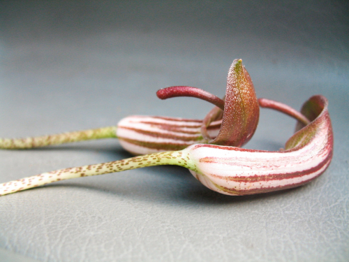 arisarum-vulgare-orchidée-photo-delpy
