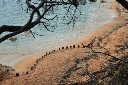 bois-de-palmier-land-art
