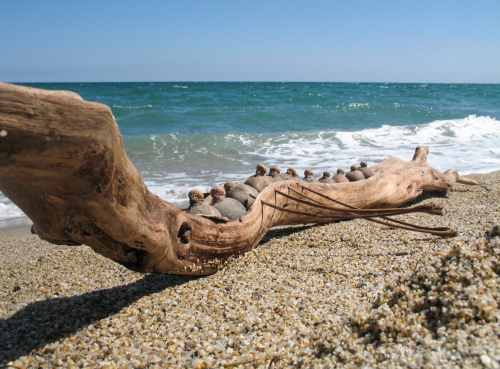 bois-flotté-galeriens-art