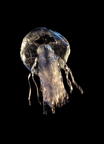 bouteille-plastique-recyclage-art