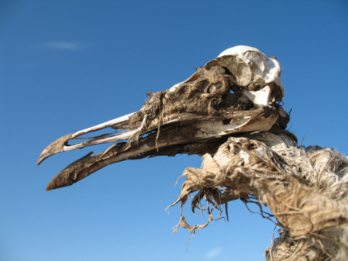 cadavre-condition-humaine