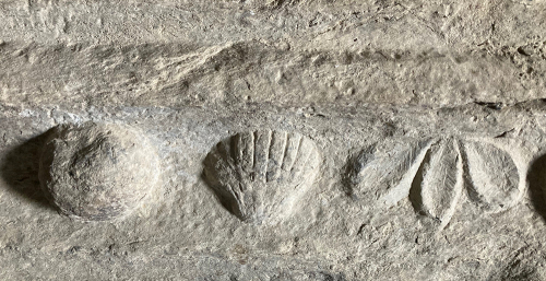 coquIle-abbaye-de-flaran