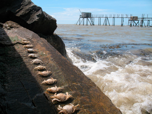 crabe-estuaire--gironde