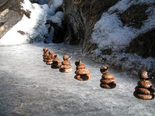 cupules-chêne-delpy