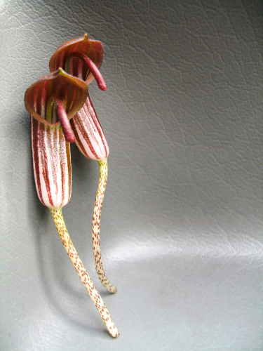 feurs-personnage-delpy