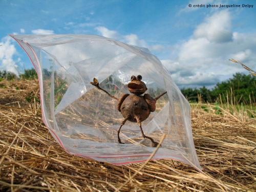 graines-végétaux-art