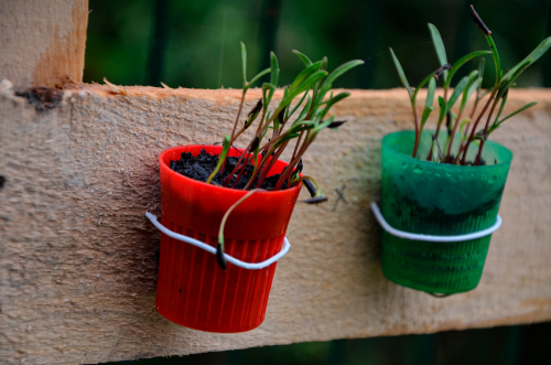 gremination-bouchon-delpy-projet-scolaire