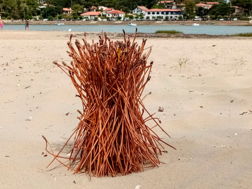 hossegor-aiguilles-de-pin-delpy