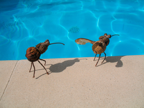 mise-en-scène-insecte