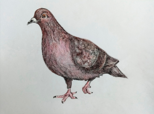 pigeonne-dessin