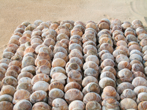 plage-delpy-coquillage
