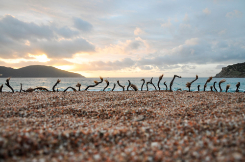 posidonie-corse-land-art