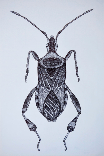 punaise-américaine-dessin