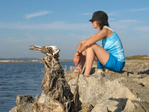 squelette-oiseau-delpy